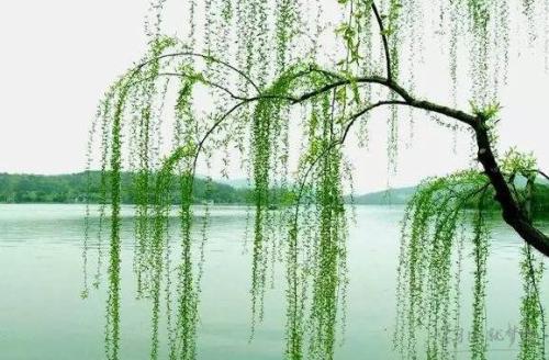 唐代:郑谷 扬子江头杨柳春,杨花愁杀渡江人.